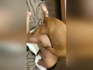 Sex with Dogs: Bestiality and Zoophilia Videos