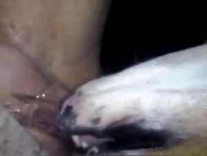 Bestiality: a woman and her dog in a shocking video