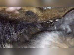 Explicit Bestiality Content Showcase