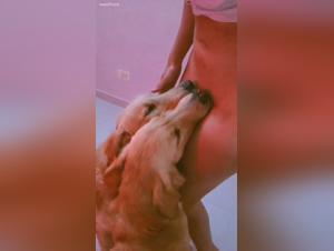 Exploring Canine Satisfactions