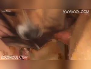 Femme soumise et chien : une vidéo bestiale choquante