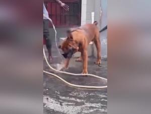 Dog Sex Video - My God, What an Impressive Dog!