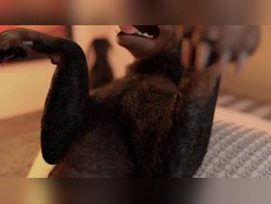 Lucky Dog Lives Her Best Life With Her Owner