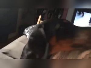 dog pornography deep 3