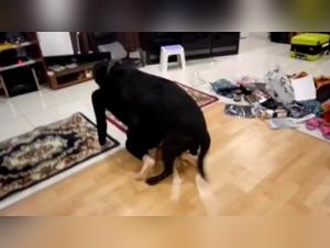 Extreme Zoophilia Video Collection