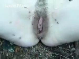Ants and Extreme Sex: An Unforgettable Bestiality Experience