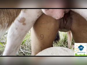 Woman subjected to a dog in a bestial video