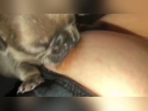 animal porn art of zootography