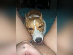 Tierliebe Sex: Hund fucks Pute mit Hundin