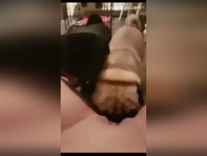 Dogs hungry for juvenile intimate juice