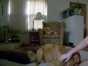 Bestialité : Femme mûre et chienne dans des ébats intenses