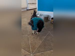 Forbidden Passions: Dog Knots and Taboo Relationships