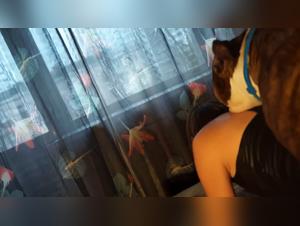 Alisonprod Presents: Explicit Dog Content