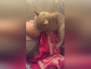 Feline Power: Zooville Obsession