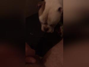 Bestiality: a woman and her dog