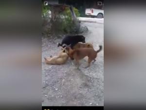 Zoophilia video: a woman and a dog in a hard video