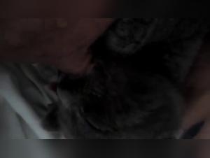 woman offering milk to a cat