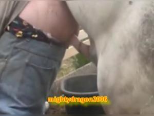 Bestiality sex: Man and stud