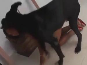 Dog Sex Video: Extreme Bestiality