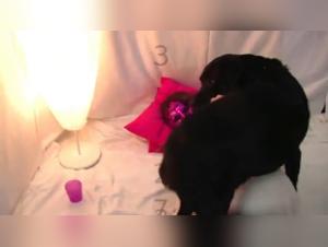 Wild Sex with Lise and Her Dog: a Hardcore Bestiality Adventure