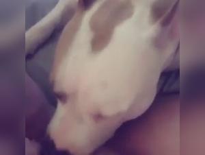 Rencontre bestiale: Une femme et un chien dans une vidéo de zoophilie