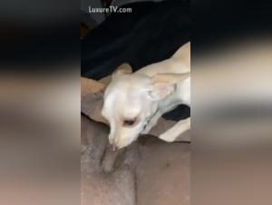 Dog Sex Video: Man and His Best Friend