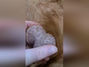 Amateur Bestiality Videos: Intimate Moments with Dogs