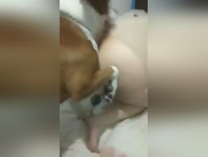 fap vid hd with dog