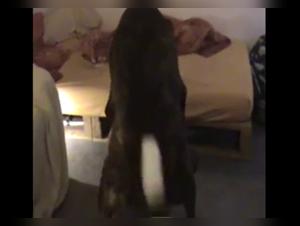 Woman subjected to giant dog in bestiality video