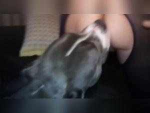 Forbidden Meeting: Bestiality and Zoophilia