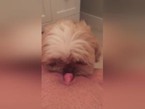 Sex with a dog in a bathroom