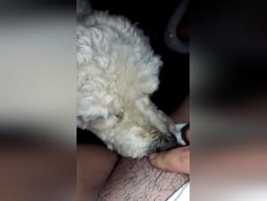 Revelaciones Bestiales: Un Viaje al Arte Insolito