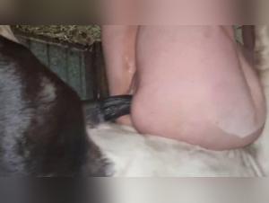 Die Pferdemadel wird von ihrem kleinen Hund besucht in der Natur