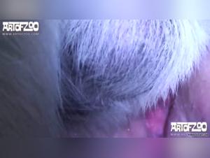 Bestial encounter: Woman and Dog