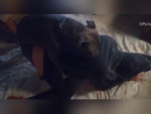 zoophilia with animals