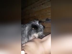 Bestiality sex video with a dog