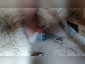 Bestiality Sex Videos with Dogs