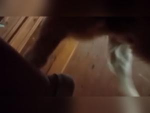 Woman and dog: a story of bestiality sex