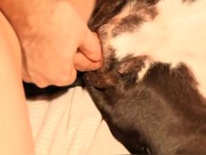 Bestiality sex video: Man and female dog