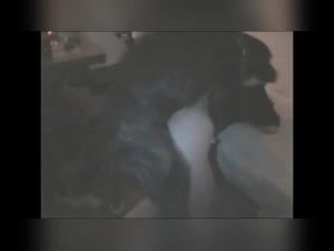 Two girls and a dog in a bestiality video