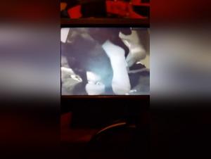 Woman and Dog - Branquinha 2: A shocking bestiality video