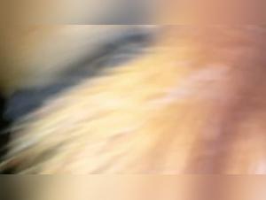 LoveforHorses - Episode 5: Business Is Business (Part 1) - Extreme Bestiality and Zoophilia Scenes