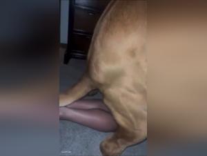 Dog Sex Video: Woman and Dog in Intense Bestiality Session
