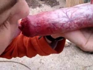 Shocking video: a teenager and her dog in a bestial relationship