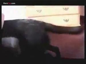 Zoophilia: Innocent Girl and the Wild Dog