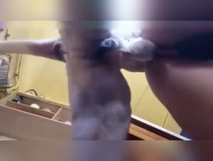 Bestiality sex videos with dogs