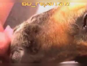 Forbidden meeting: a woman and a dog