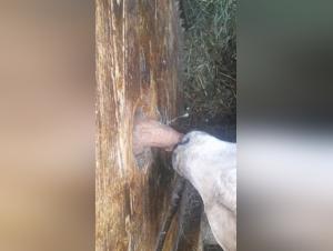 Deseos Animales: Videos Exclusivos y Provocativos