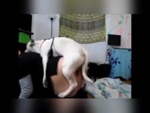 Zoophilia Video: A Forbidden Experience with a Dog