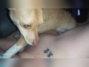 Exploring the Realm of Animal Desire